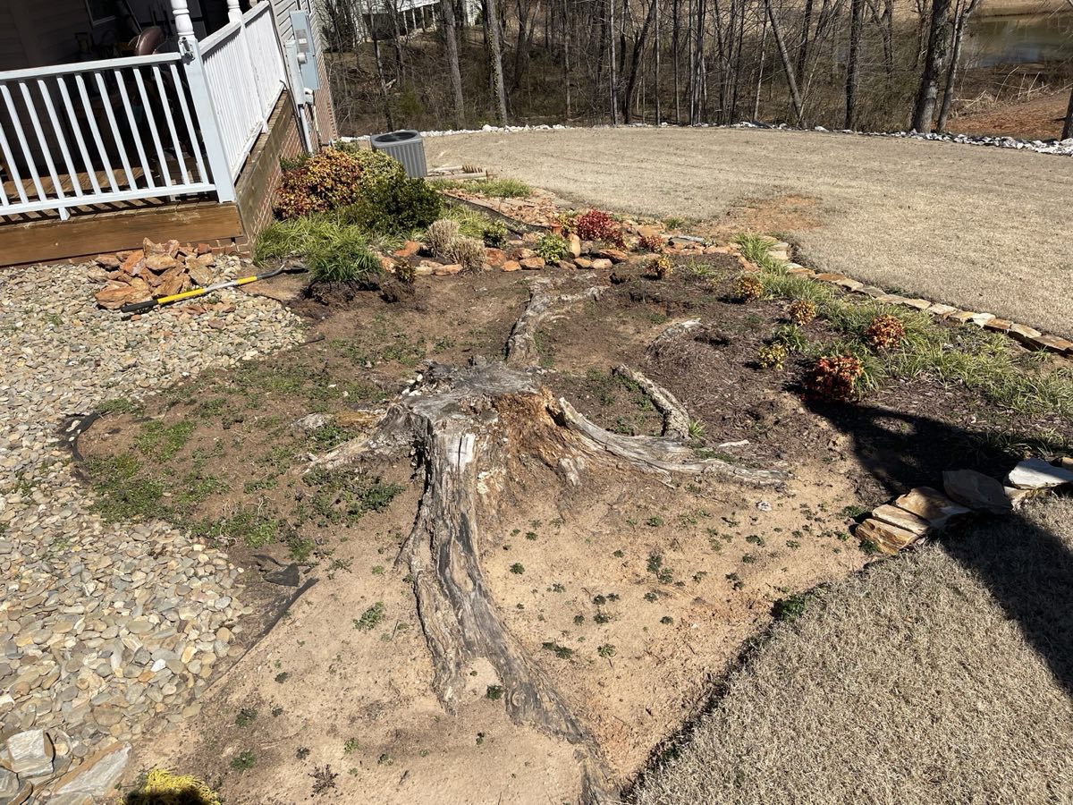 Lakefront yard with a large stump before grinding, Oconee County SC